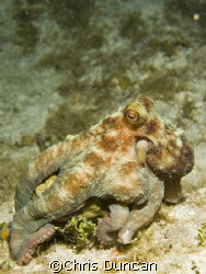 Reef Octopus shot on a night dive off Cayman Brac by Chris Duncan 